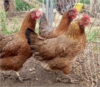 1dozen-WELSUMMER-Hatching Eggs