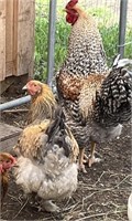 Pair-Standard Brahma Chickens