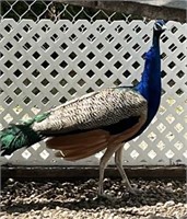 Male-India Blue Peacock- 2.5 years old