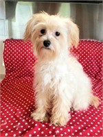 Male-Yorkiepoo Puppy- 8 months old,intact
