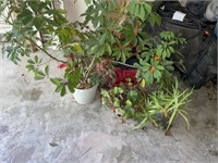 Umbrella Tree & Planter