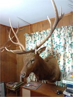 Elk Mount. Approx 45 inches wide, 60 inches tall