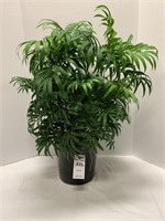 Faux Parlor Palm Plant in Container 28in Tall