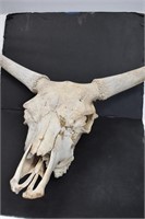 Bleached Steer Skull and Horns