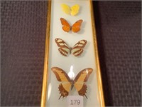4 Taxidermy Butterfly's Framed