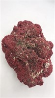 Extra Large Marine Fossil Red Reef Coral