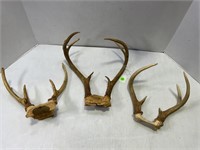 DEER ANTLERS