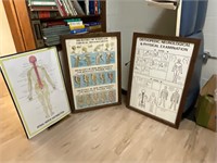 3 anatomy charts