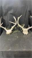 Two whitetail heads
