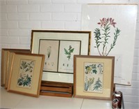 6 Vintage Floral Botanical Specimen Art Prints