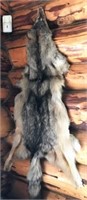 Wild Coyote Tanned Pelt Wall Decor