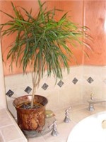 Live Potted Plant with Copper Pot