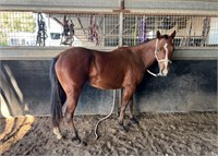 (VIC) WHINNIE - QH FILLY