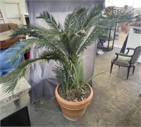 Palm Tree in Terra Cotta Pot