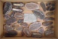 (30) Plant Fossil Specimens