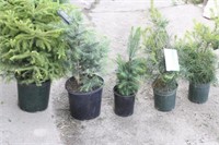 (3) ASSORTED SPRUCE TREES, (2) WHITE PINE TREES