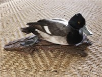Greater Scaup Full Body Taxidermy Mount