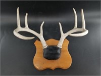 Deer head mount European style