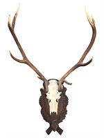 Large European Red Deer Antler on Carved Plaque