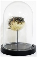 Taxidermy Pufferfish in Glass Dome 6.5"