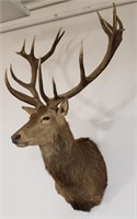 Giant Red Stag Taxidermy Wall Mount.
Measure
