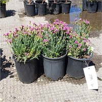 (6) Hardy Carnation Plants