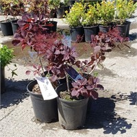 (4) Purple Smoke Bush