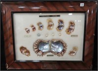 CULTURED PEARL DISPLAY FROM BRADFORD'S