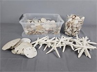 Large Lot Sea Shells, Star Fish And More