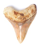 Luminous Megalodon Tooth