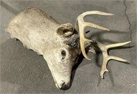 (JL) Taxidermy Deer Wall Mount  24”