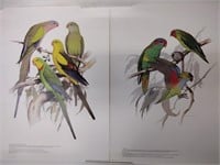 WT Cooper Parrot Lithographs