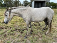 (VIC) RAINBOW - WELSH B MARE