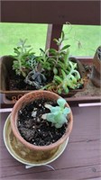 live succulent plant lot