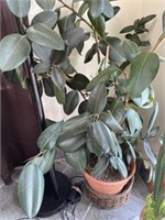 Umbrella plant