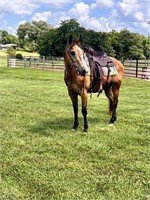 TAZ -14 YR OLD GELDING