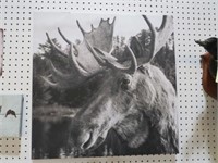 MOOSE W/HORNS ON CANVAS SIGN