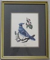 Blue Jay - framed print, by Nellie Meadows