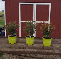 3 Knockout Double Red Rose Plants