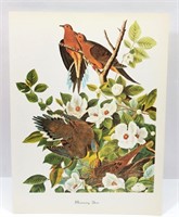Morning Dove Bird Print John J. Audubon