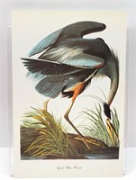 Great Blue Heron Bird Print John J. Audubon