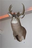 Whitetail shoulder mount