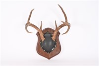 8 Point Buck Mounted Antlers