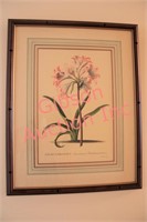 2 Botanical Prints, Matted & Framed