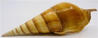 5" Tibia Curta Sea Shell