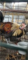 Silver Pheonix Rooster - 4 Mos Old