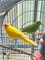 (VIC) 2 X KAKARIKI 1 X CONURE PARROTS