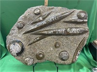 Huge polished Ammonite / Orthoceras plate
