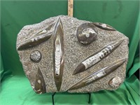 Huge polished Ammonite/Orthoceras fossil