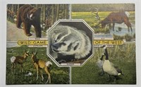 Vintage PPC Postcard Wild Game Of The West!